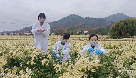 檢測技術(shù)人員在菊花基地取樣_副本.jpg